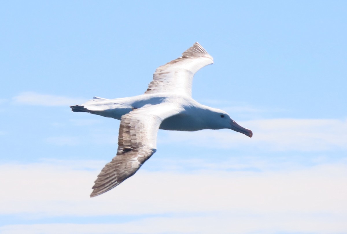 Southern Royal Albatross - ML628215089