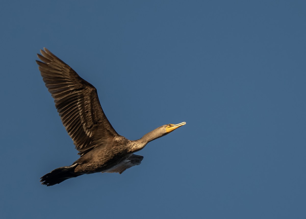 Double-crested Cormorant - ML628215090