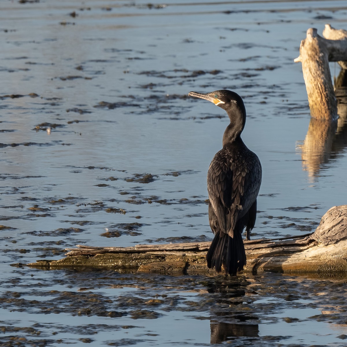 Neotropic Cormorant - ML628215095