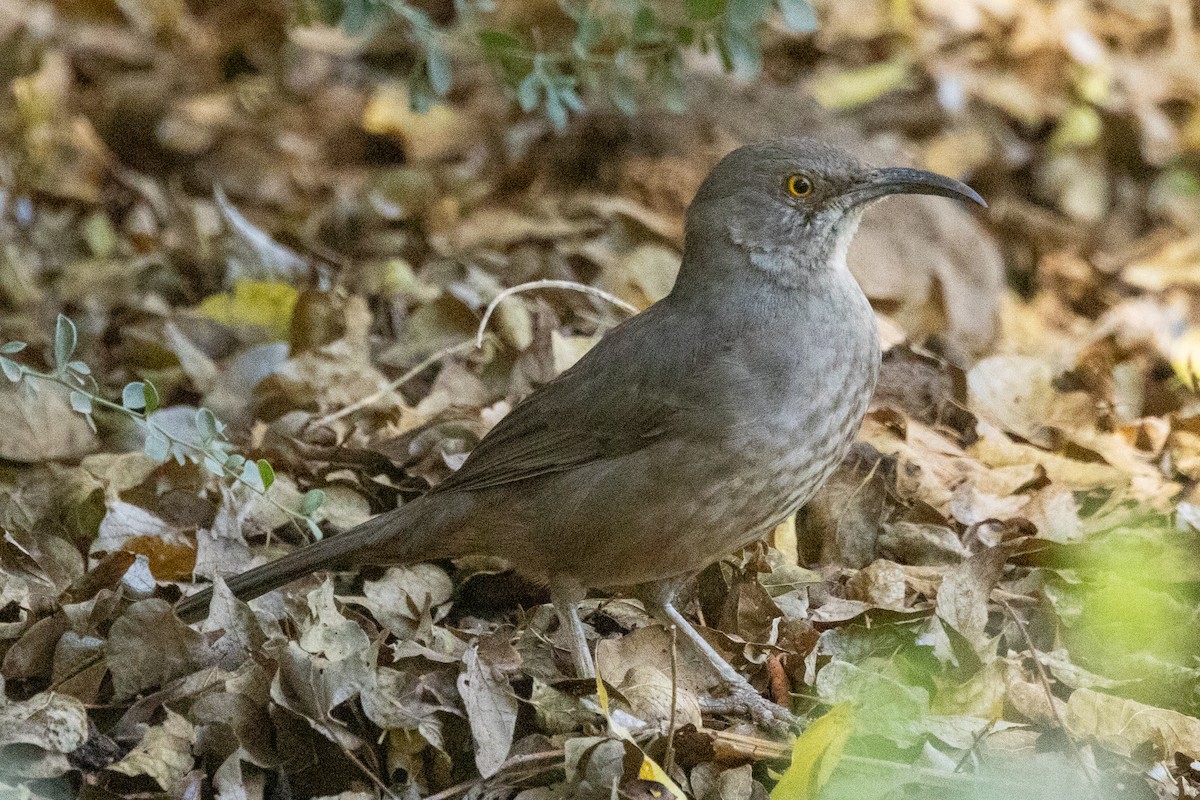 Crissal Thrasher - ML628215096