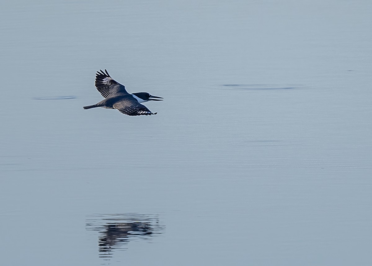 Belted Kingfisher - ML628215102