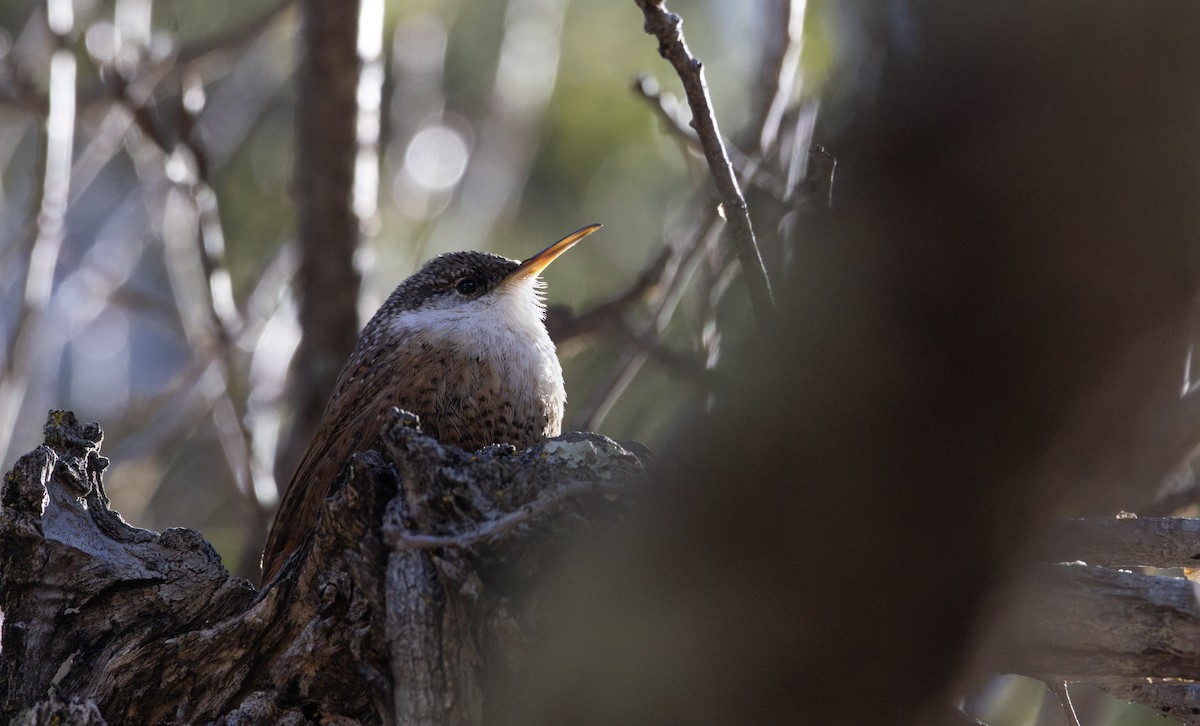Canyon Wren - ML628215109