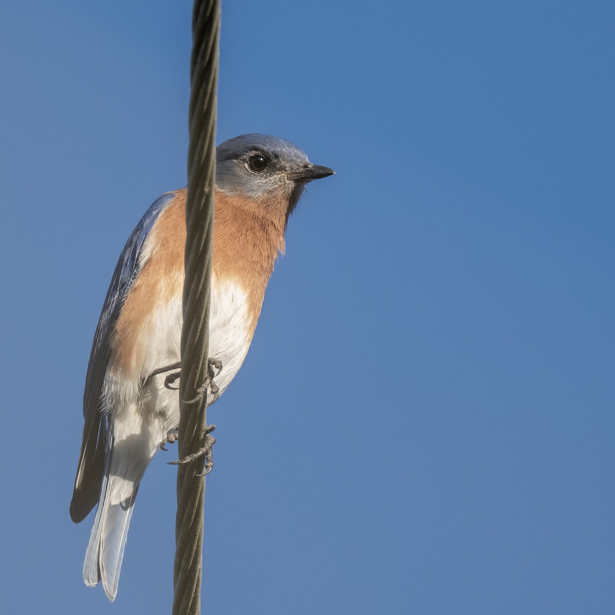 Eastern Bluebird - ML628215121