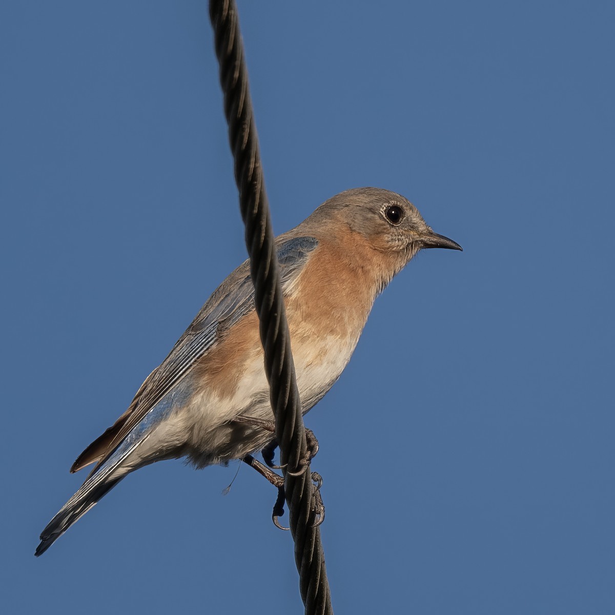 Eastern Bluebird - ML628215122