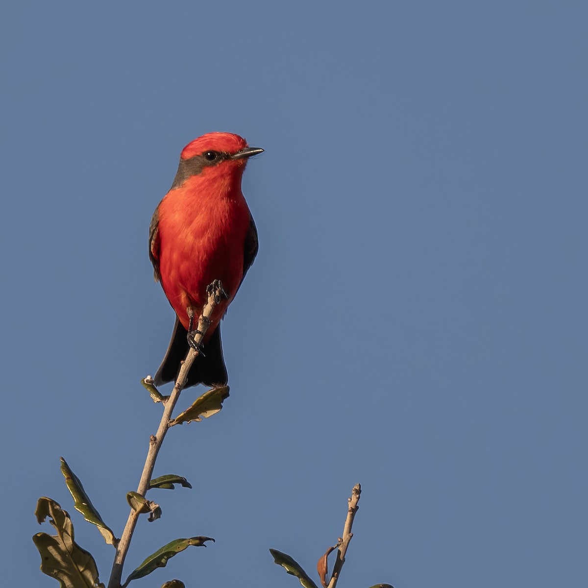 Vermilion Flycatcher - ML628215165