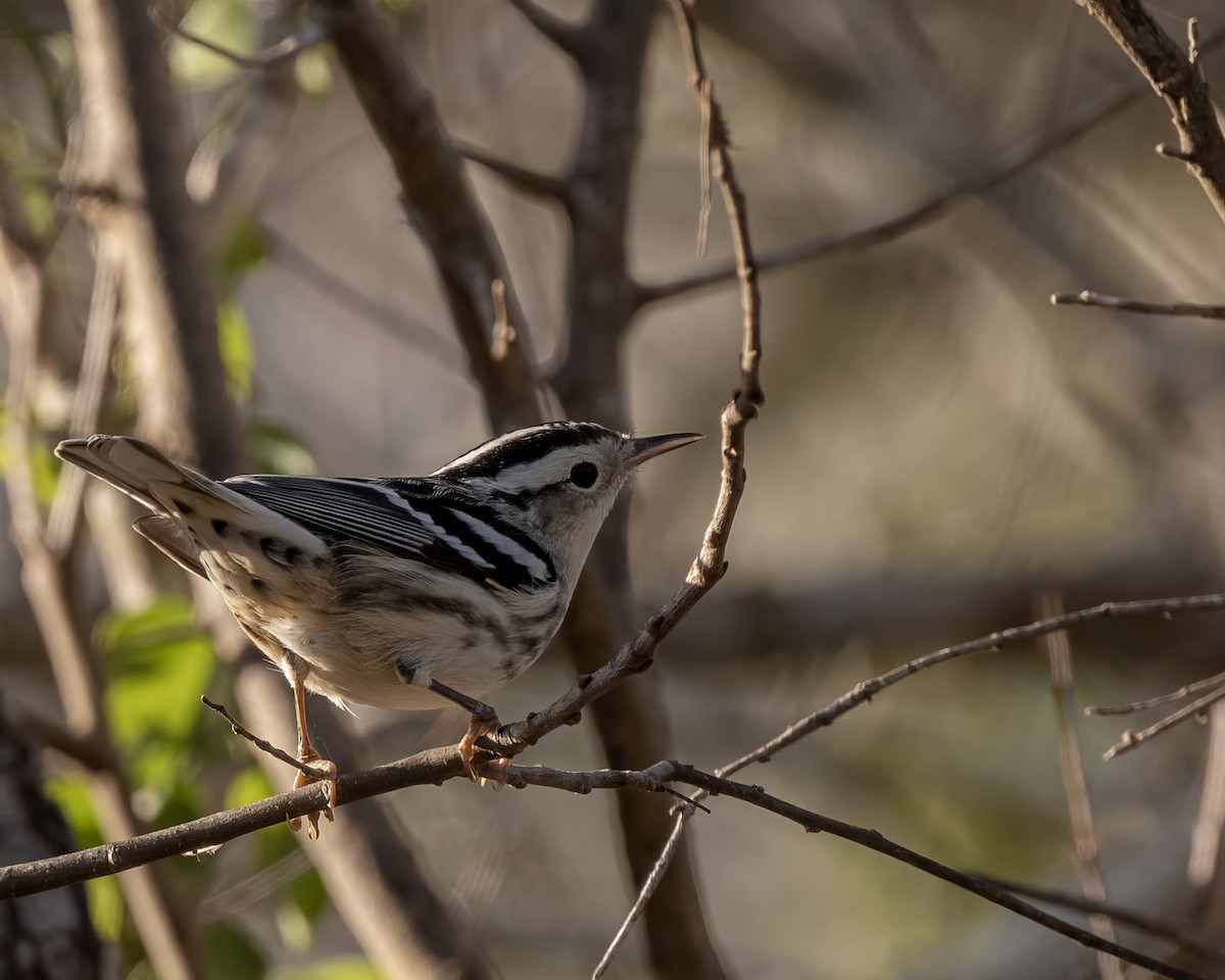 Black-and-white Warbler - ML628215169