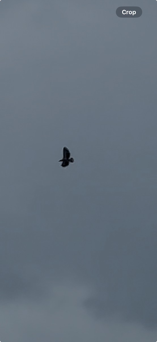 Steller's Sea-Eagle - ML628215176