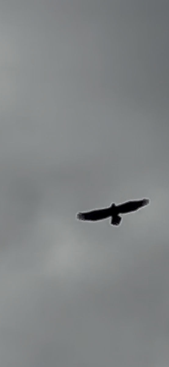 Steller's Sea-Eagle - ML628215177