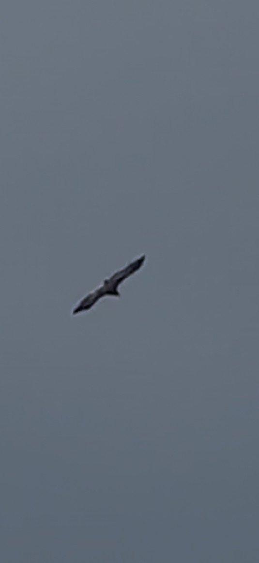 Steller's Sea-Eagle - ML628215178
