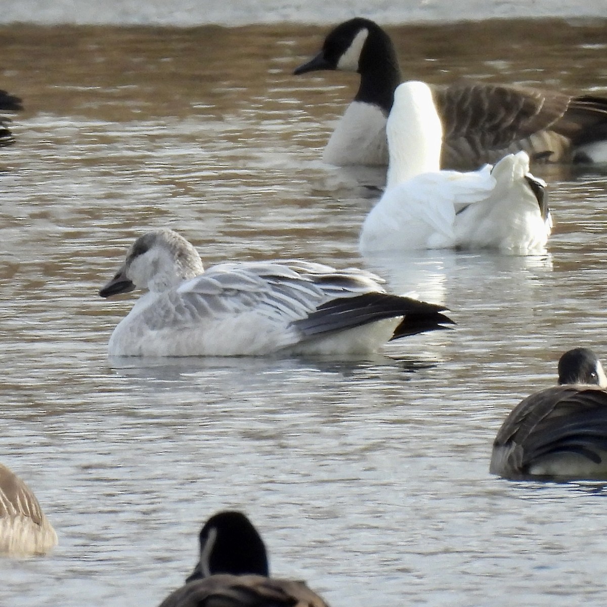 Snow Goose - ML628215267