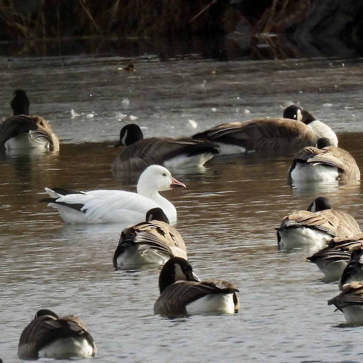 Snow Goose - ML628215269