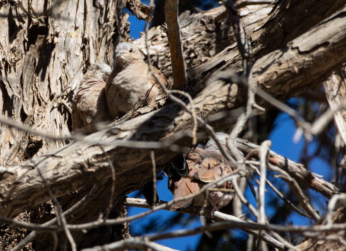 Ruddy Ground Dove - ML628215300