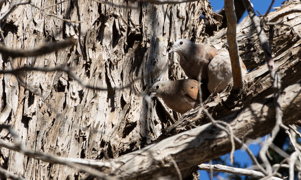 Ruddy Ground Dove - ML628215301