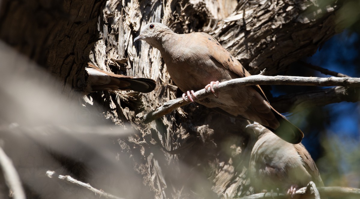 Ruddy Ground Dove - ML628215302
