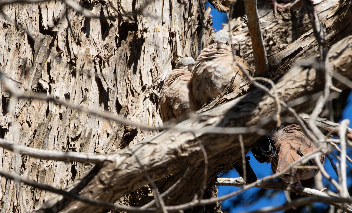 Ruddy Ground Dove - ML628215303