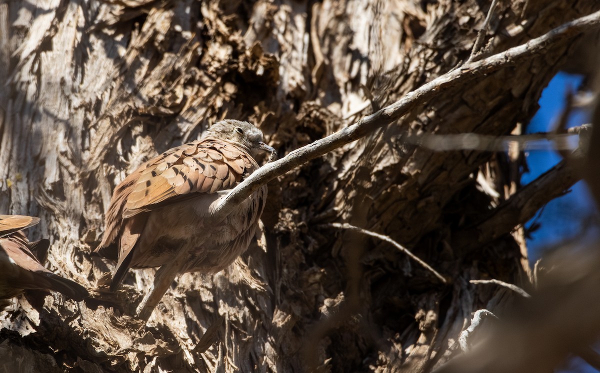 Ruddy Ground Dove - ML628215305