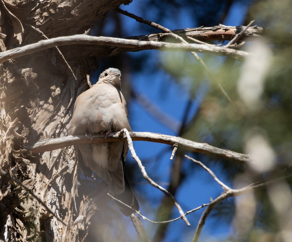 Ruddy Ground Dove - ML628215306