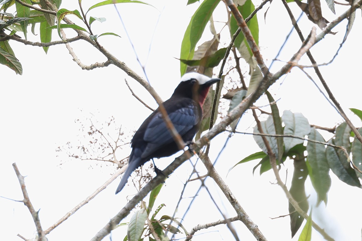 White-capped Tanager - ML628215366