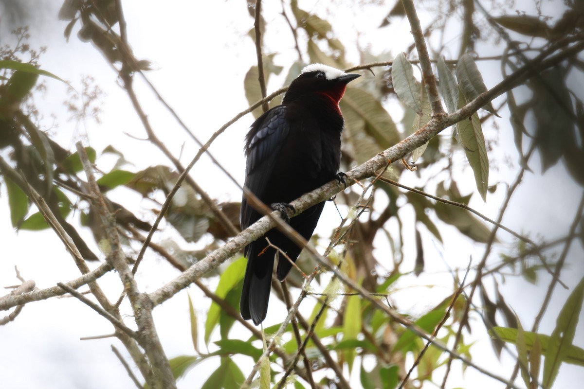 White-capped Tanager - ML628215367