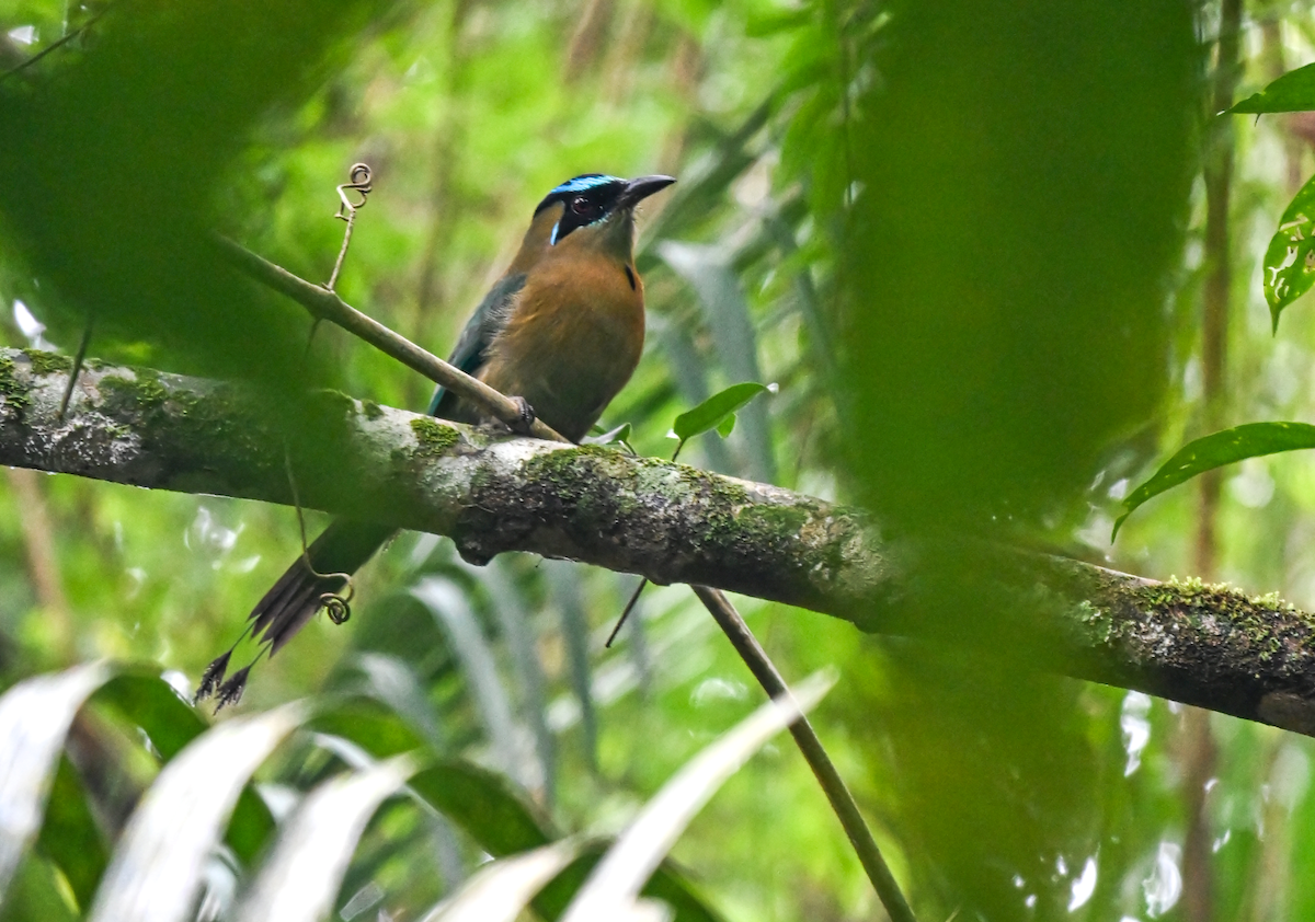 Lesson's Motmot - ML628215383