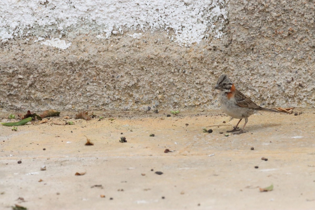 Rufous-collared Sparrow - ML628215472