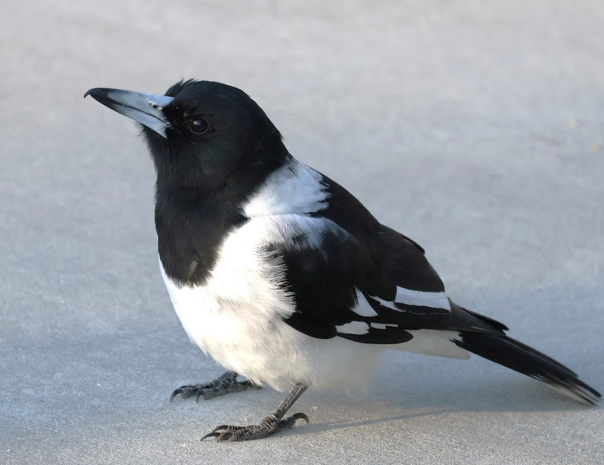 Pied Butcherbird - ML628215605