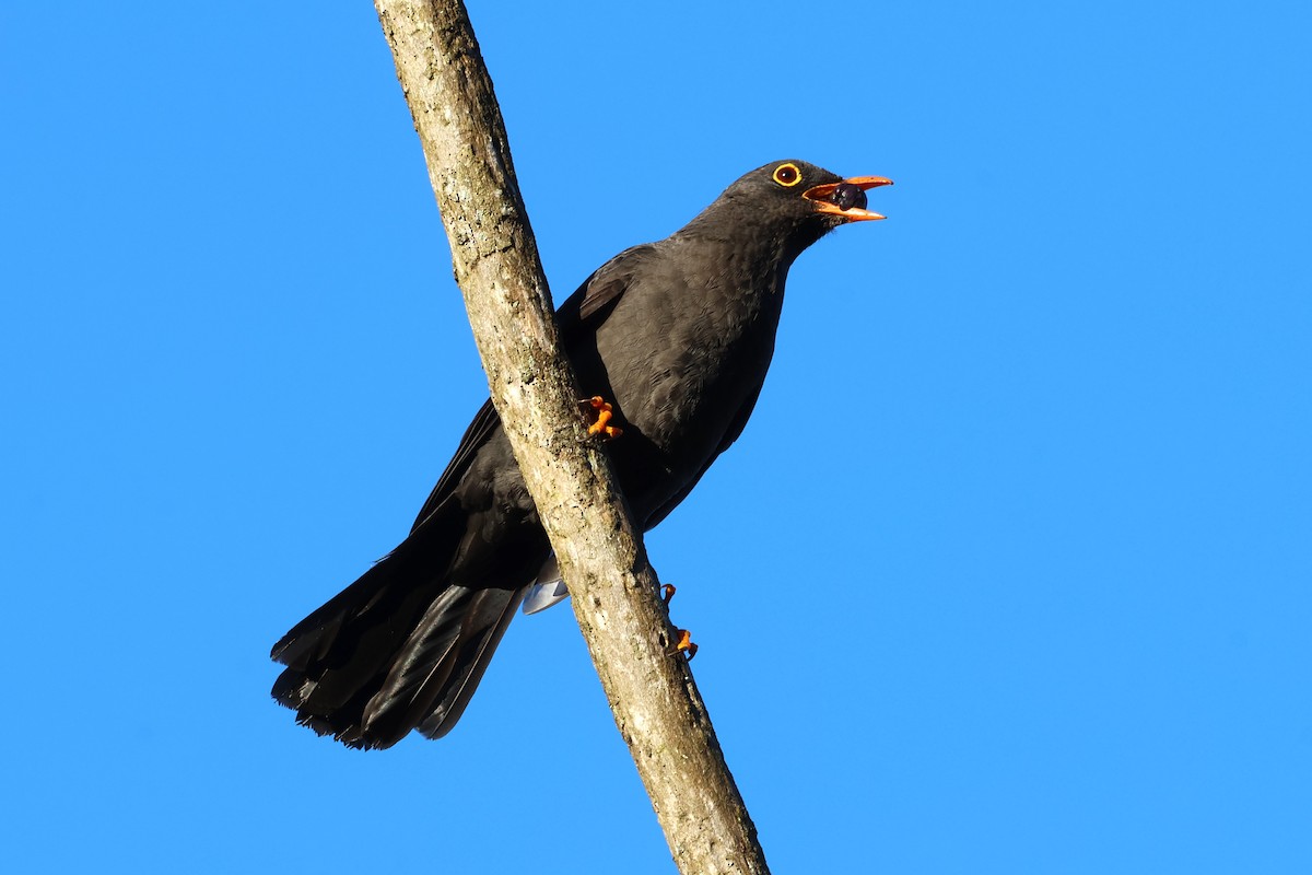 Great Thrush - ML628215913