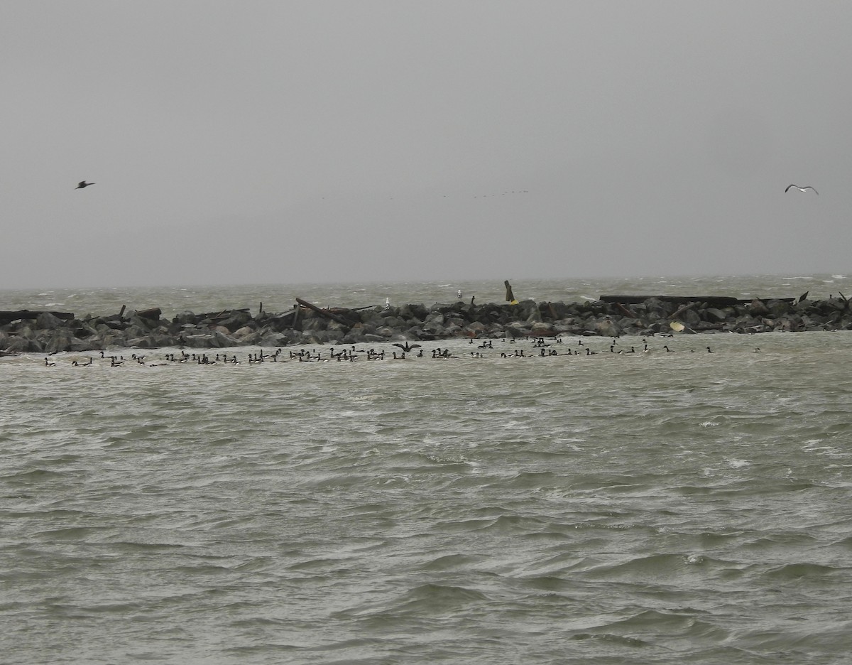 Brant - ML628215971