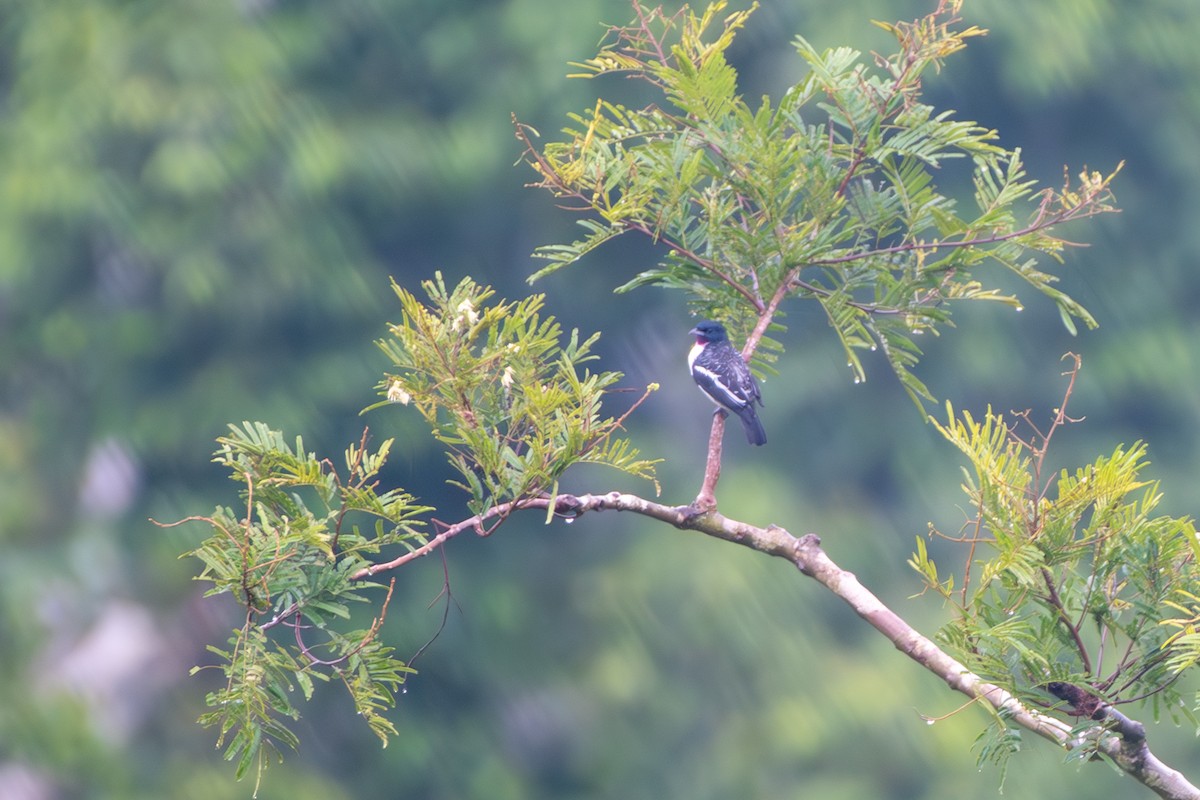Purple-throated Cotinga - ML628216131