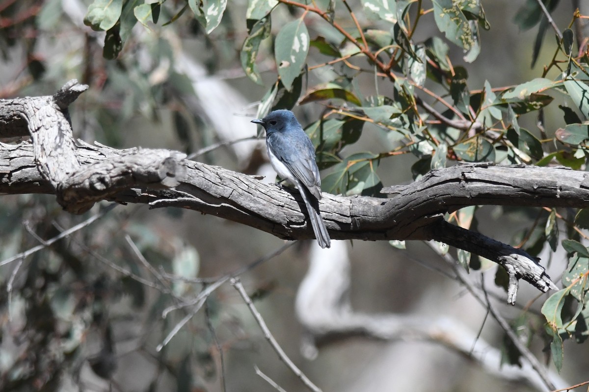 Leaden Flycatcher - ML628216198