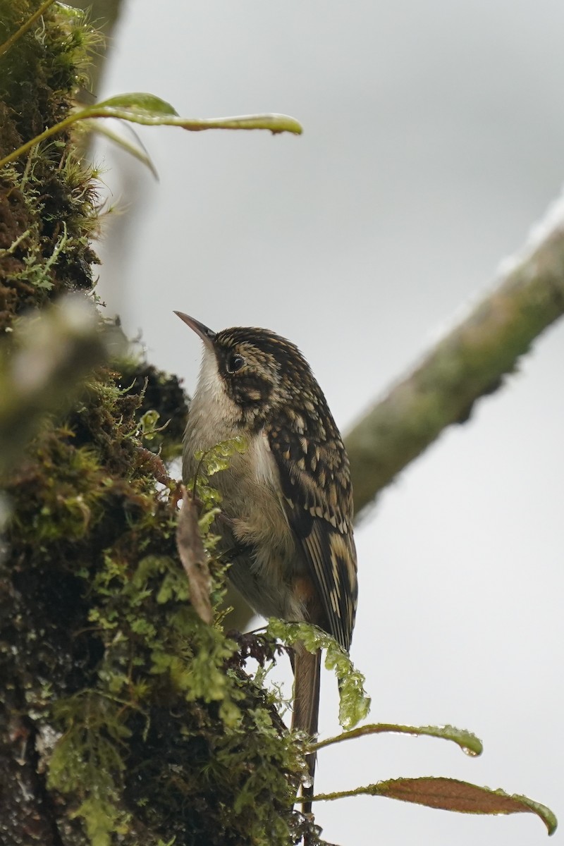 Sichuan Treecreeper - ML628216219
