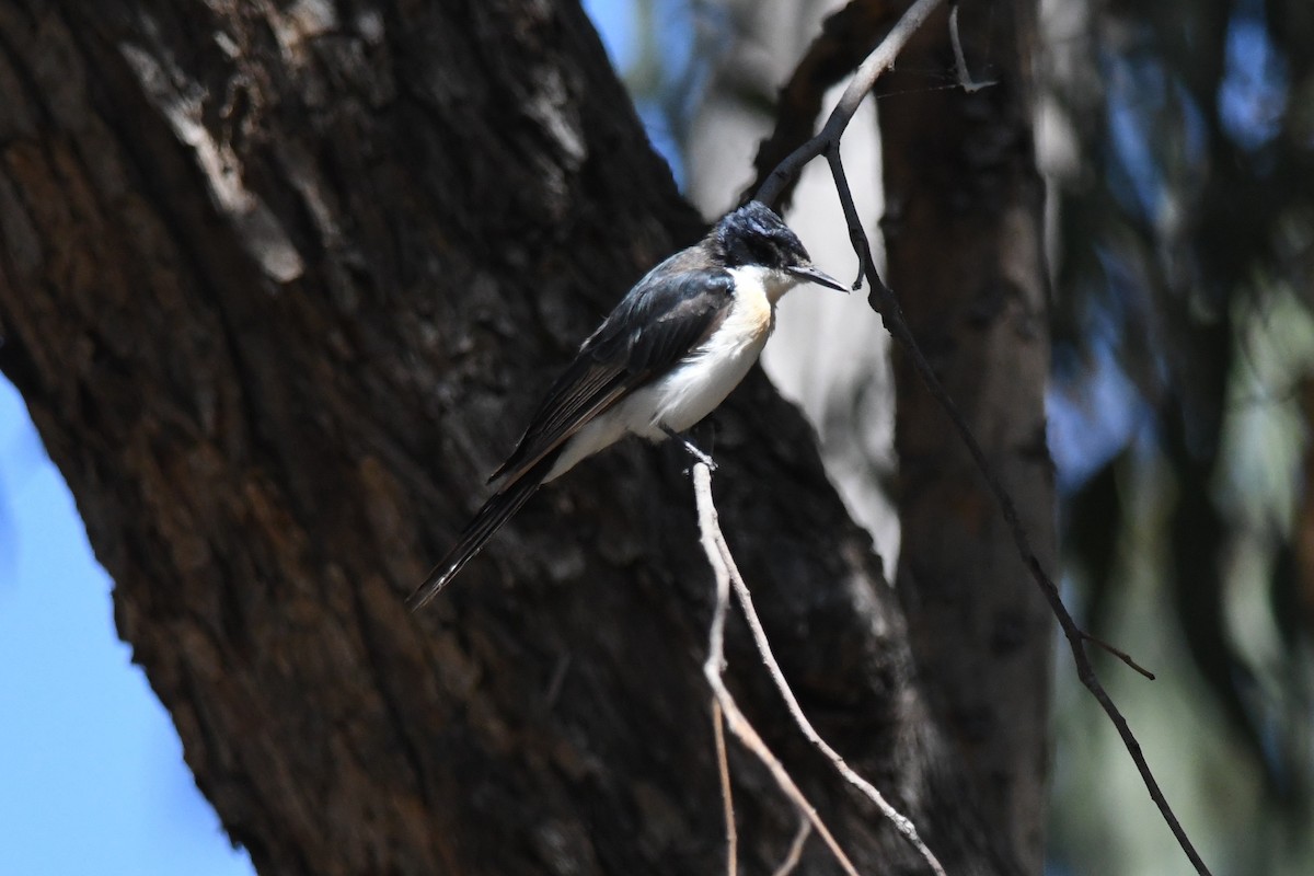 Restless Flycatcher - ML628216226