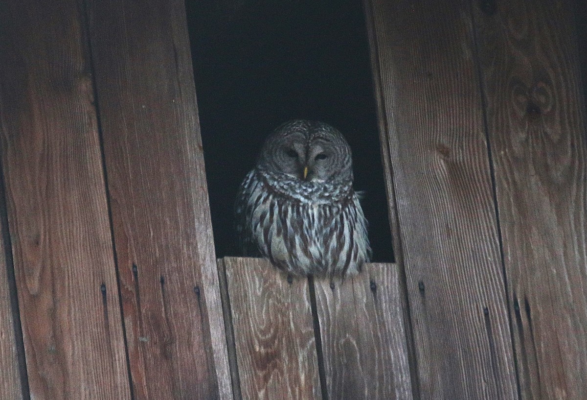 Barred Owl - ML628216256