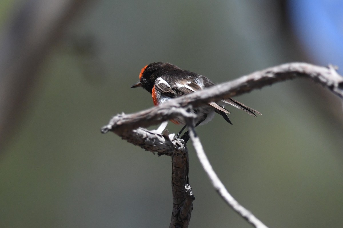 Red-capped Robin - ML628216264