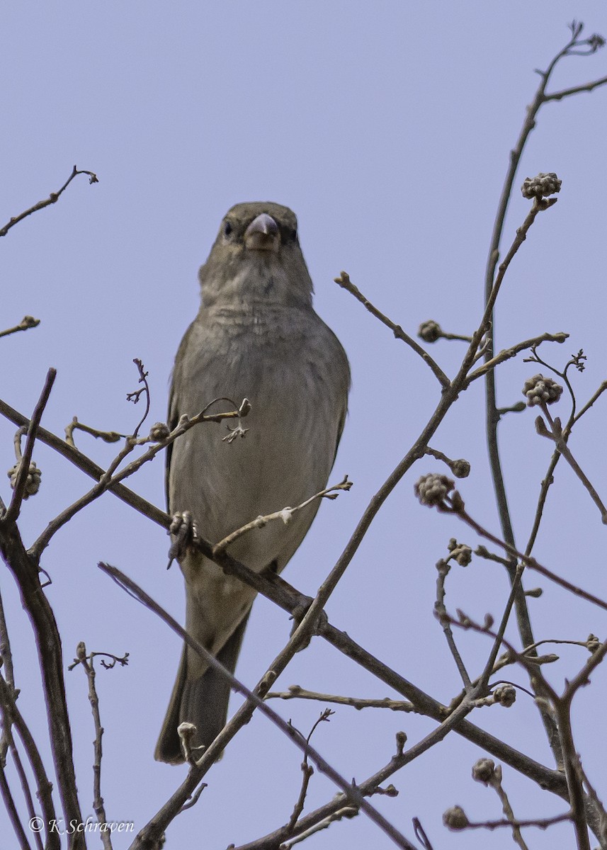 Gray-capped Social-Weaver - ML628216284