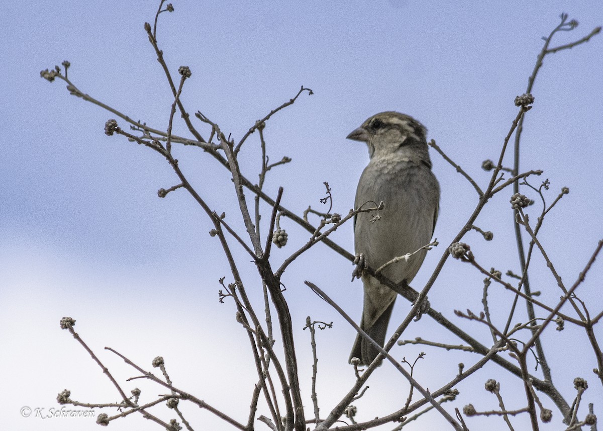 Gray-capped Social-Weaver - ML628216286