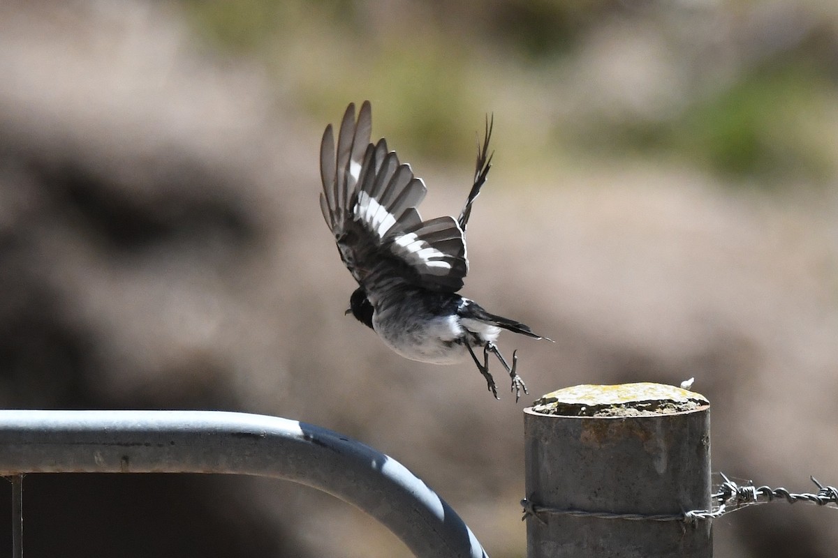 Hooded Robin - ML628216312