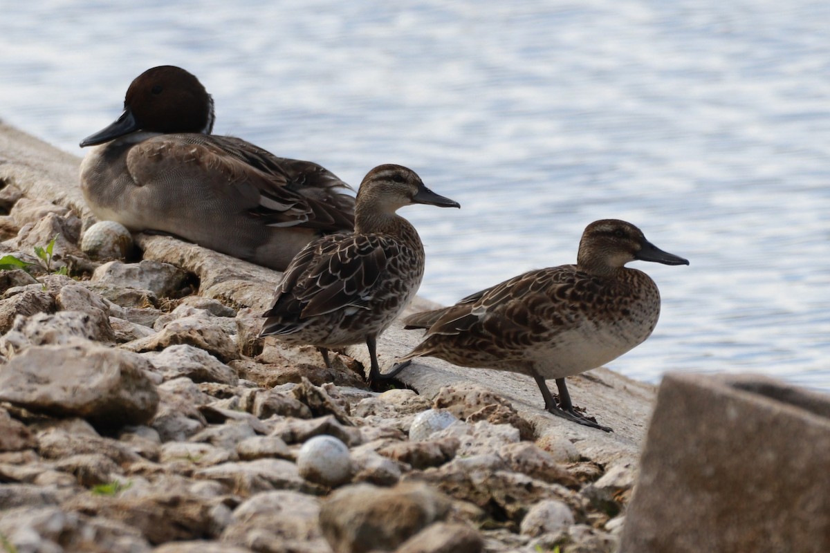 Garganey - ML628216449
