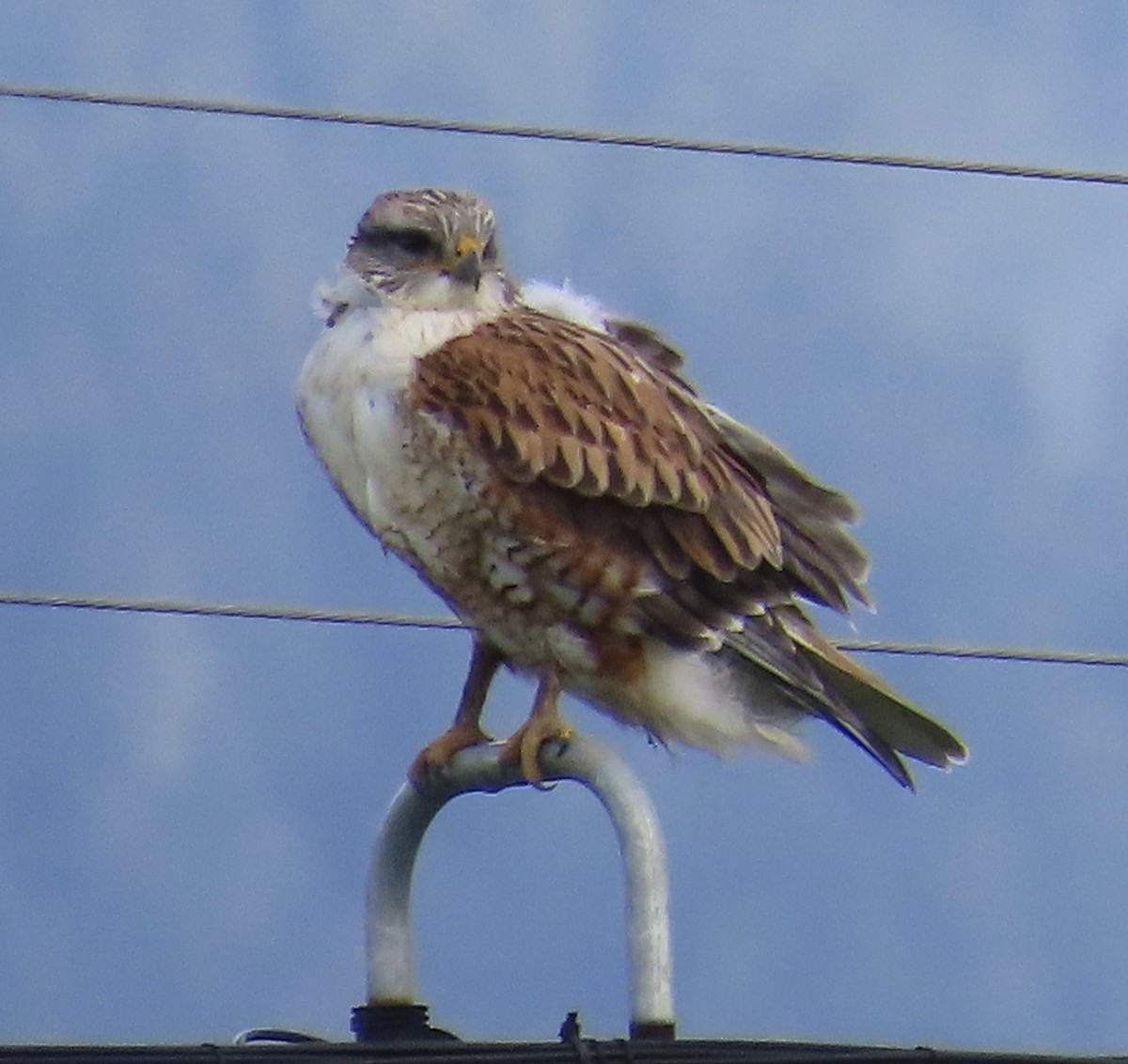 Ferruginous Hawk - ML628216484