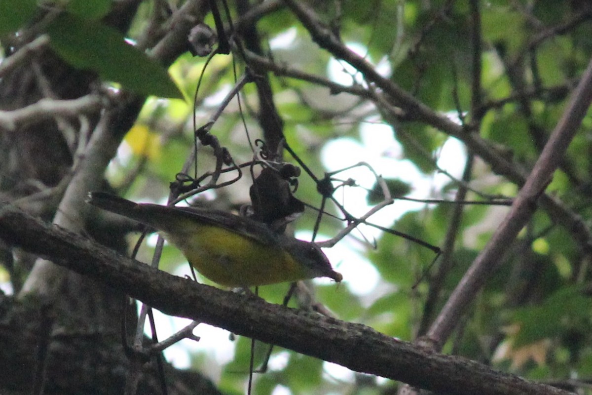 Eastern Yellow Robin - ML628216588