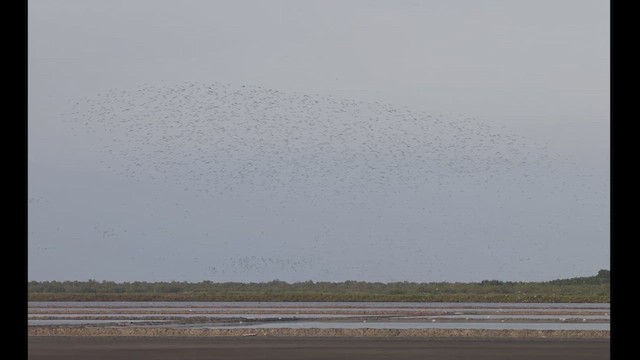Red Knot - ML628216629