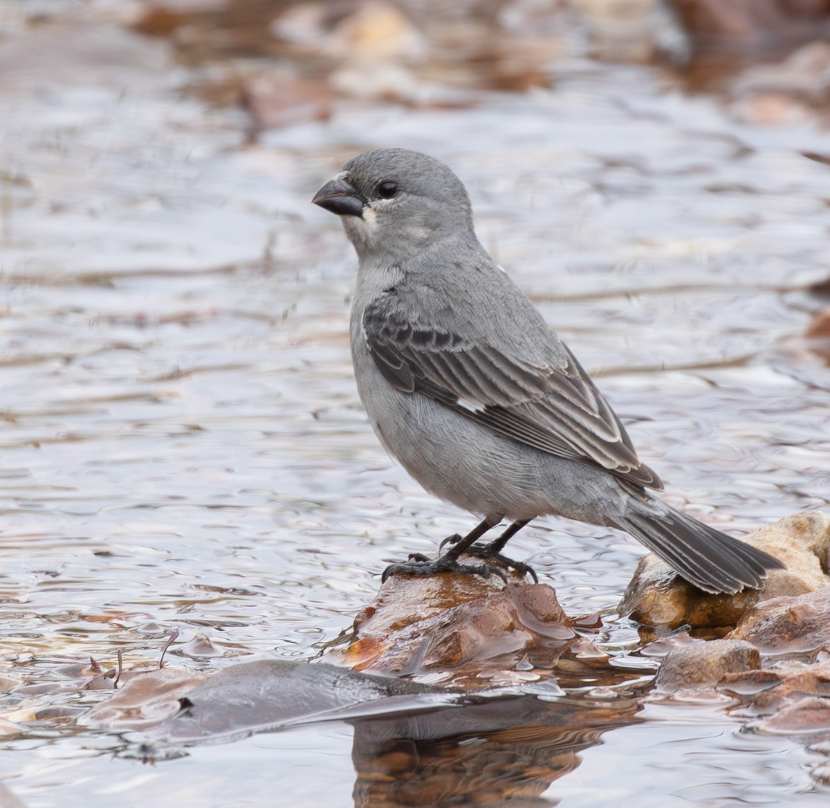 Plumbeous Seedeater - ML628216630