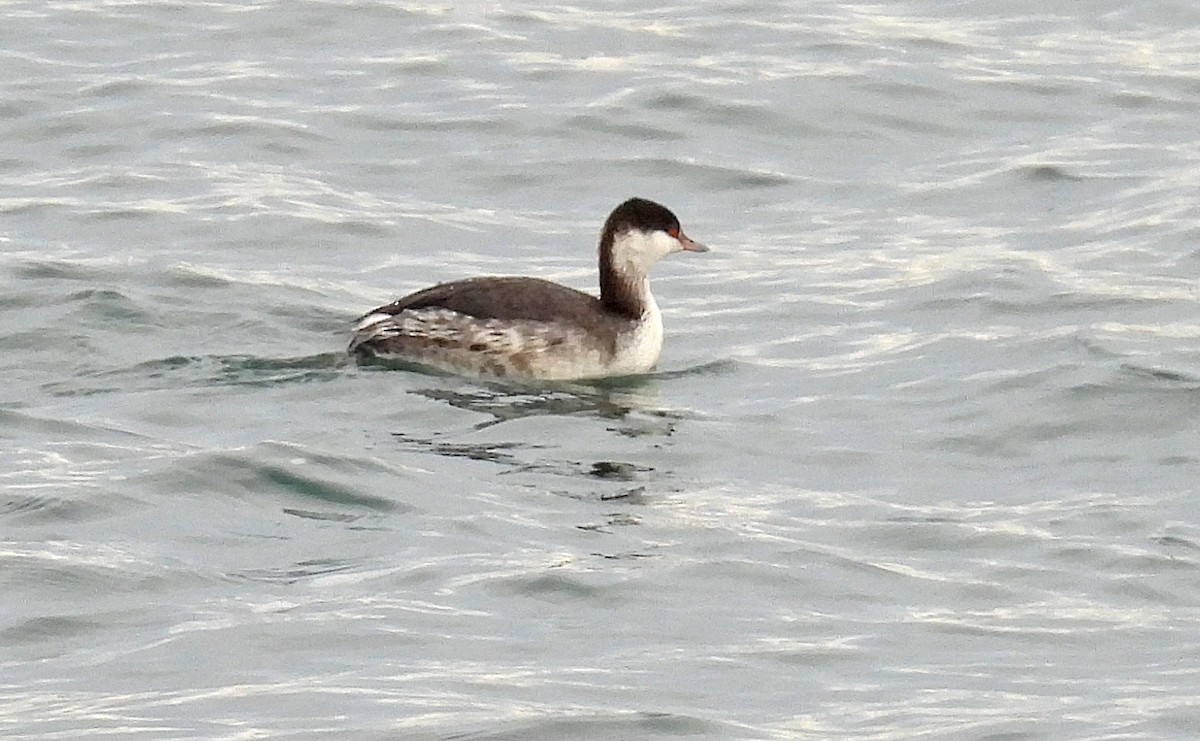 Horned Grebe - ML628216656