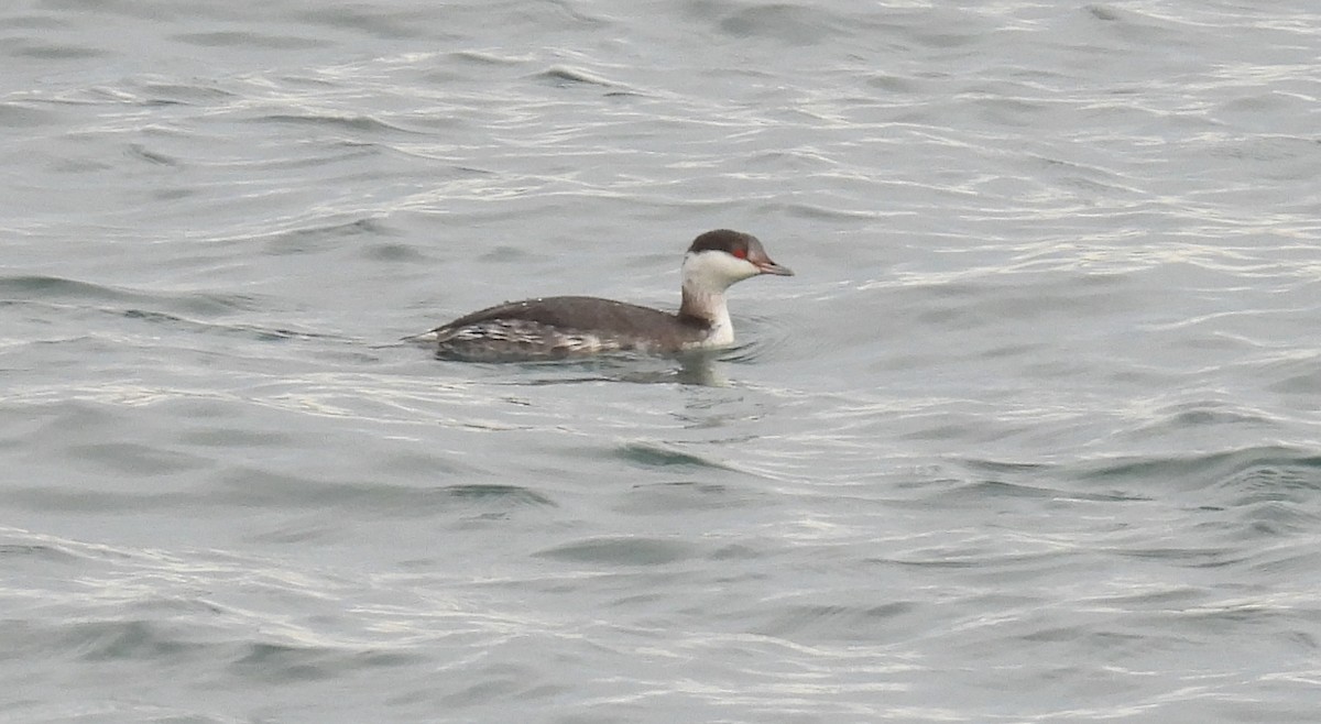 Horned Grebe - ML628216726