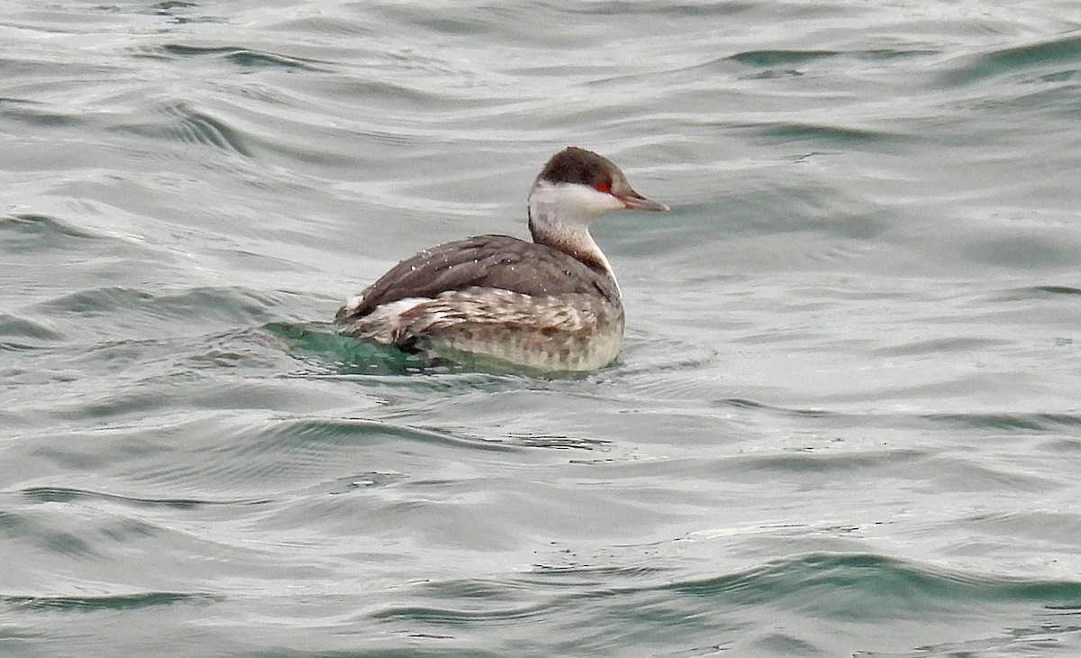 Horned Grebe - ML628216727