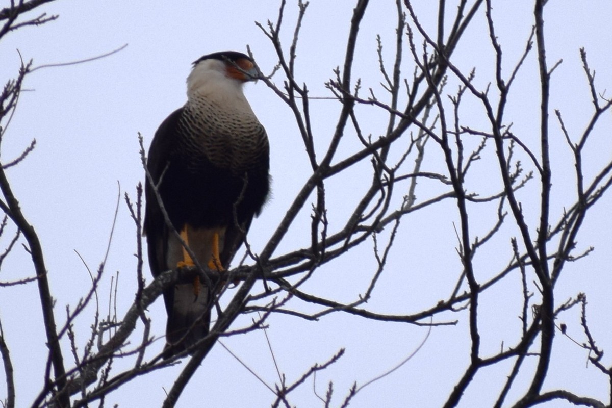 Crested Caracara (Northern) - ML628216874