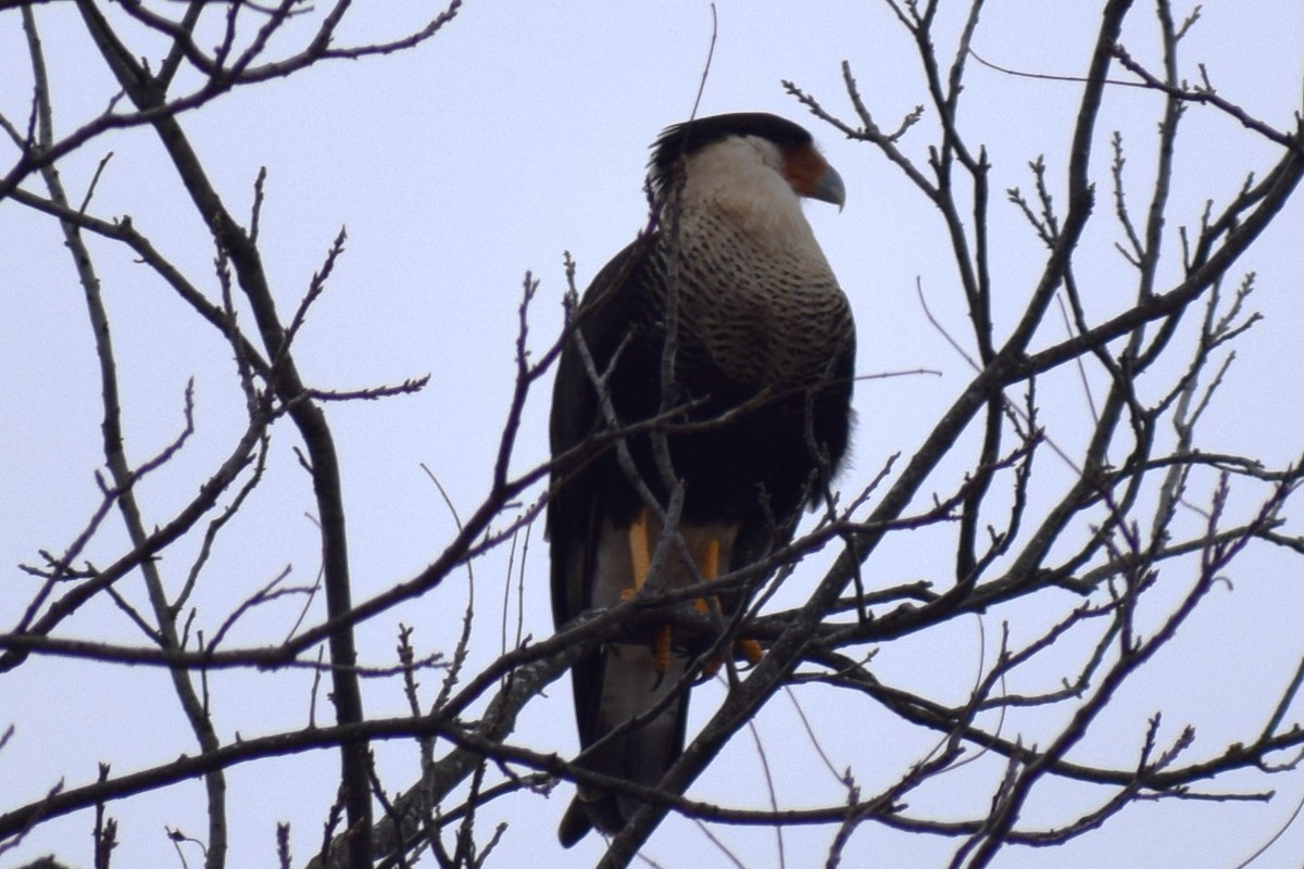 Crested Caracara (Northern) - ML628216875