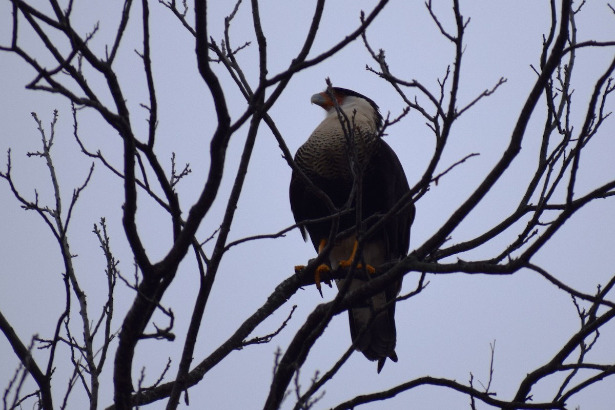 Crested Caracara (Northern) - ML628216876