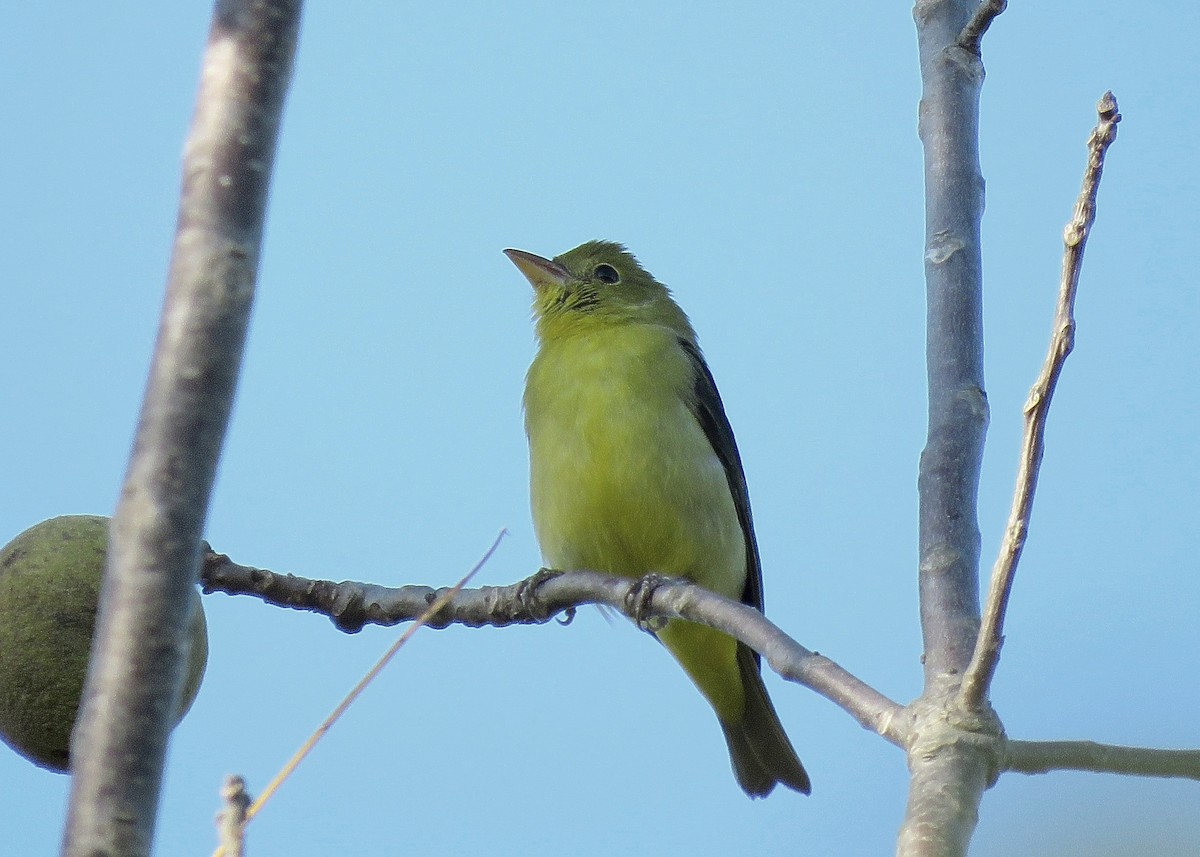 Scarlet Tanager - ML628216960