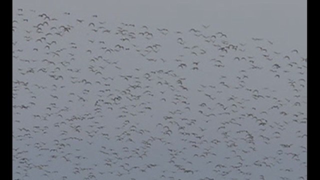 Red Knot - ML628217002
